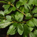 azalea rhododendron simsii kykuit 4636 22oct25