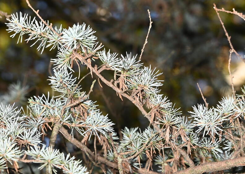 atlas_cedar_cedrus_atlantica_kykuit_4630_22oct25.jpg