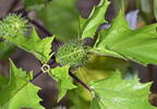 jimpson weed datura stramonium field farm 4286 12sep25